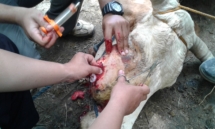 Operasi pada sapi